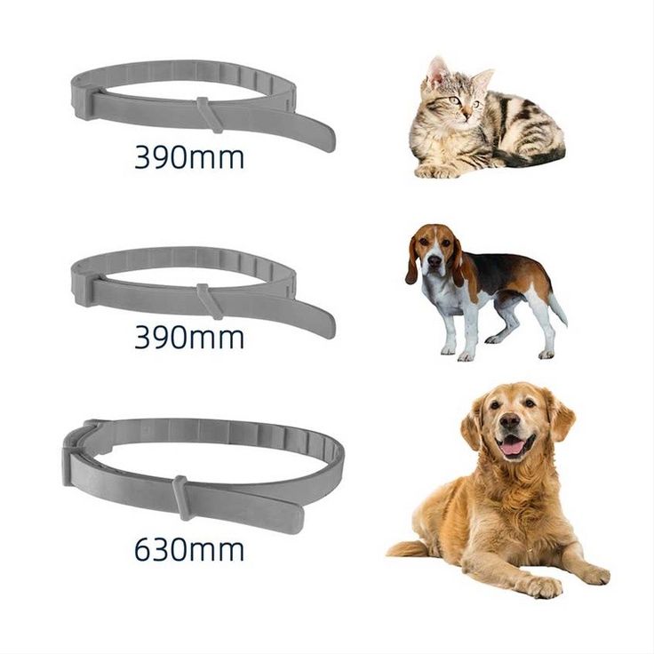 Indoor Pets Need Flea Collars Too—Here’s Why. - Ammpoure