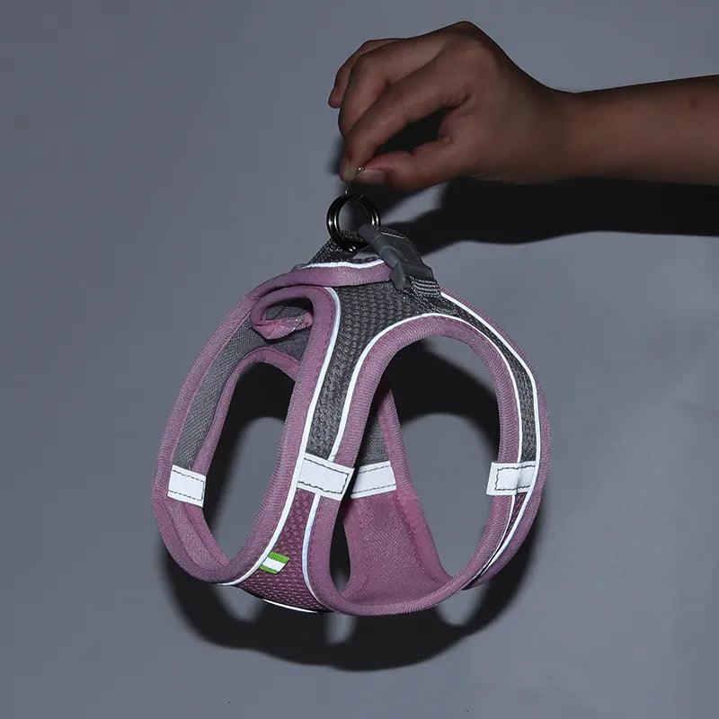 Are Dog Harnesses Safe for Cats? What Every Cat Owner Needs to Know - Ammpoure