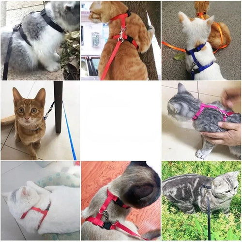 Adjustable Cat Harness Nylon Strap Collar with Leash Escape Proof Kitten Collar for Walking Small Pet Rabbit Lightweight Harness - Ammpoure Wellbeing 🇬🇧