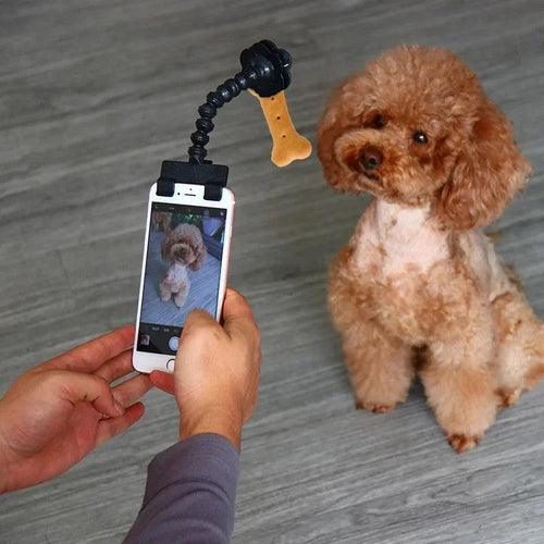 Pet Selfie Stick for Dogs Cat photography tools Pet Interaction Toys Concentrate Training Supplies Dog Accessories Drop Shipping - Ammpoure Wellbeing